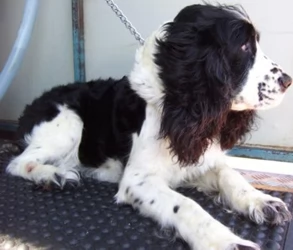 DIRTY DOGS MOBILE HYDROBATHING