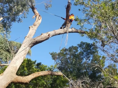 Sydney Arbor Tree Care