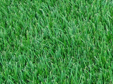 Hi Quality Turf
